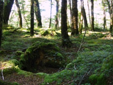 Mossy Hole.JPG